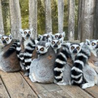 Best zoos in Istanbul fotoğraf.