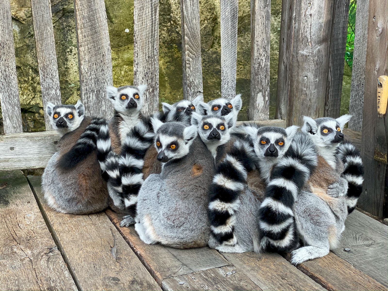 Best zoos in Istanbul image.