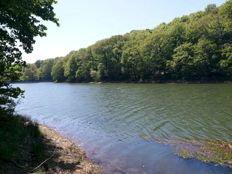 Belgrad Ormanı